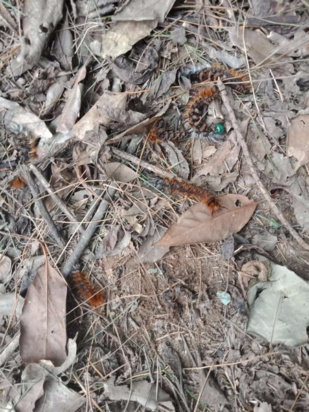 ����Ч��