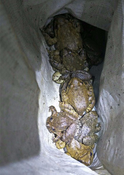 �սɵ�����