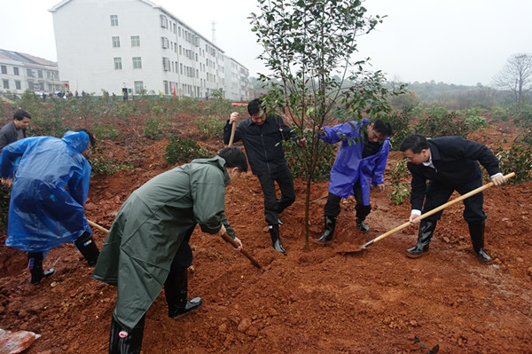 书记县长植树